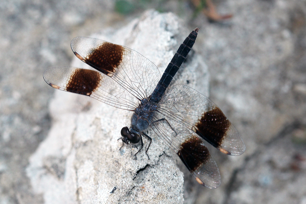 Brachythemis impartita